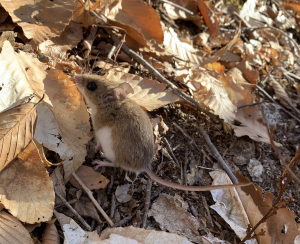 Mouse habitats on sale